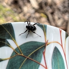 Unverified Beetle (Coleoptera) at Mount George, NSW - Yesterday by JenniferS