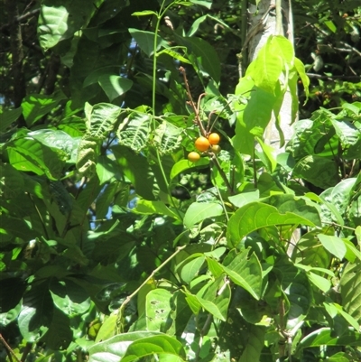 Aglaia sapindina (boodyarra, smooth fruited aglaia) at Syndicate, QLD - 18 Mar 2015 by JasonPStewartNMsnc2016