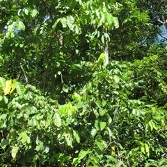 Aglaia sapindina at Syndicate, QLD - 18 Mar 2015 09:24 AM
