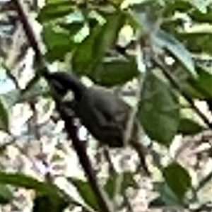Meliphaga lewinii at Mount George, NSW - Today by JenniferS