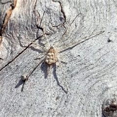 Tamopsis sp. (genus) (Two-tailed spider) at Yass River, NSW - Yesterday by SenexRugosus