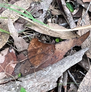 Unverified Moth (Lepidoptera) by JenniferS