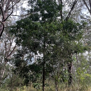 Unverified Other Tree by JenniferS