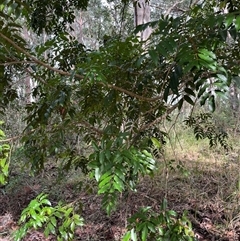 Didymocheton fraserianus at Mount George, NSW - suppressed