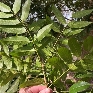 Didymocheton fraserianus at Mount George, NSW - suppressed