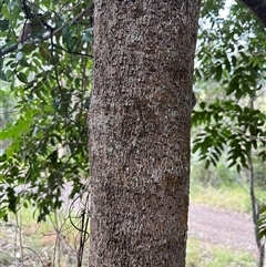 Didymocheton fraserianus at Mount George, NSW - suppressed