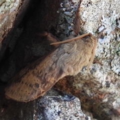 Oxycanus silvanus at Kambah, ACT - Today by HelenCross