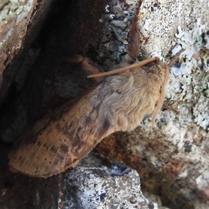 Unverified Swift and Ghost moth (Hepialidae) at Kambah, ACT - Today by HelenCross