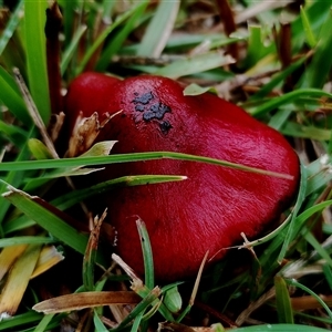 Unverified Cap on a stem; gills below cap [mushrooms or mushroom-like] by Teresa