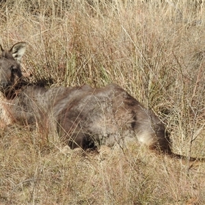 Osphranter robustus robustus at Kambah, ACT - Today by HelenCross