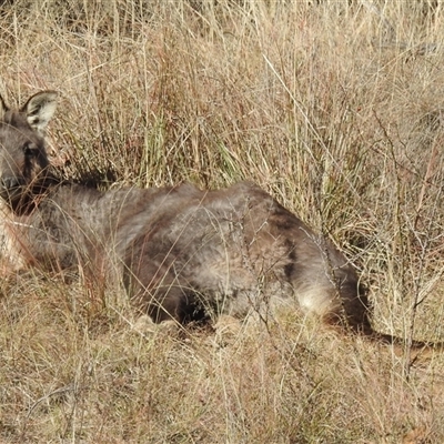 Osphranter robustus robustus (Eastern Wallaroo) at Kambah, ACT - 25 May 2025 by HelenCross