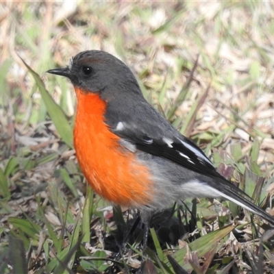 Petroica phoenicea (Flame Robin) at Kambah, ACT - 25 May 2025 by HelenCross