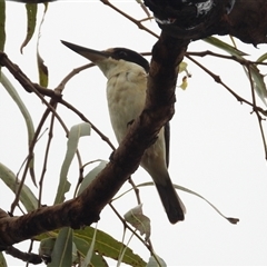 Todiramphus macleayii at Cosgrove, QLD - 30 Mar 2025 by TerryS