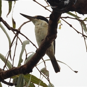 Todiramphus macleayii at Cosgrove, QLD - 30 Mar 2025 by TerryS