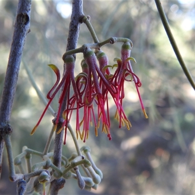 Amyema cambagei (Sheoak Mistletoe) at Kambah, ACT - Yesterday by HelenCross
