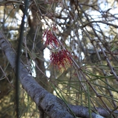 Amyema cambagei at Kambah, ACT - 25 May 2025 10:43 AM