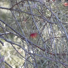 Amyema cambagei at Kambah, ACT - 25 May 2025 10:43 AM