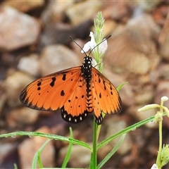 Acraea terpsicore (Tawny Coster) at Cosgrove, QLD - 30 Mar 2025 by TerryS
