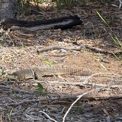 Varanus panoptes panoptes (Yellow-spotted Monitor) at Banksia Beach, QLD - 25 May 2025 by KazzaC