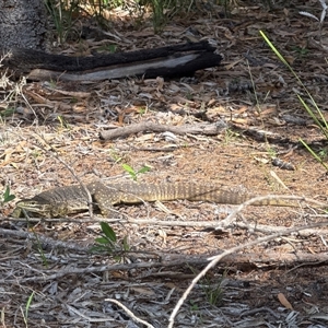 Varanus varius at Banksia Beach, QLD - Today by KazzaC