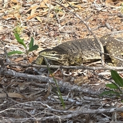 Varanus panoptes panoptes at suppressed - 25 May 2025 01:14 PM