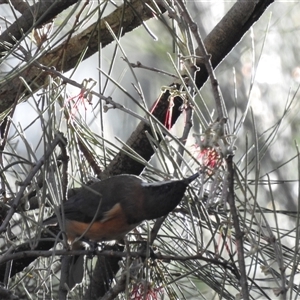 Acanthorhynchus tenuirostris at Kambah, ACT - Today by HelenCross