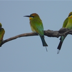 Merops ornatus (Rainbow Bee-eater) at Cosgrove, QLD - 30 Mar 2025 by TerryS