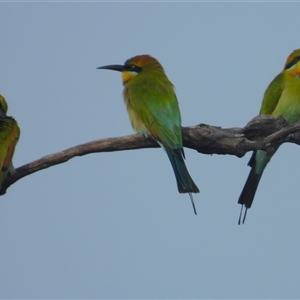 Merops ornatus at Cosgrove, QLD - 30 Mar 2025 by TerryS