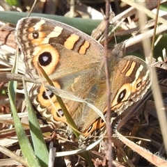 Junonia villida (Meadow Argus) at Kambah, ACT - Today by HelenCross