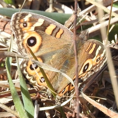 Junonia villida (Meadow Argus) at Kambah, ACT - Today by HelenCross