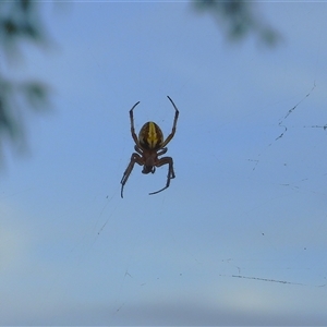 Unverified Spider at Cosgrove, QLD - 30 Mar 2025 by TerryS