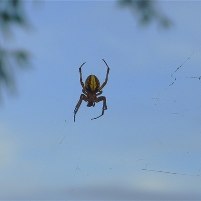 Unverified Spider at Cosgrove, QLD - 30 Mar 2025 by TerryS
