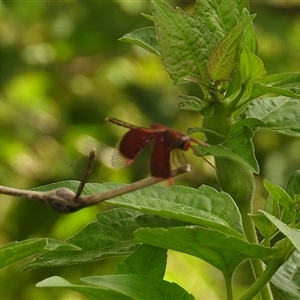 Neurothemis stigmatizans at Cosgrove, QLD - 30 Mar 2025 by TerryS