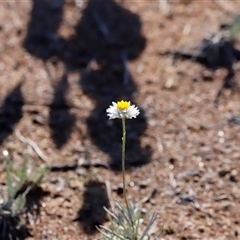 Leucochrysum albicans subsp. tricolor (Hoary Sunray) at Whitlam, ACT - 25 May 2025 by JimL