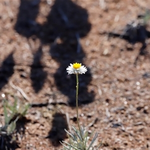 Leucochrysum albicans at Whitlam, ACT - Today by JimL