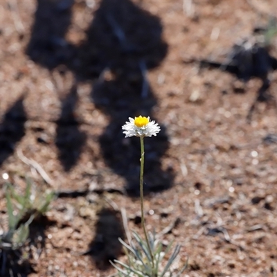 Leucochrysum albicans subsp. tricolor (Hoary Sunray) at Whitlam, ACT - 25 May 2025 by JimL