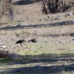 Corcorax melanorhamphos at Whitlam, ACT - Today by JimL