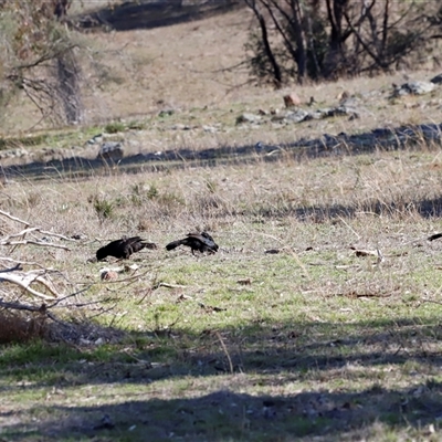 Corcorax melanorhamphos (White-winged Chough) at Whitlam, ACT - 25 May 2025 by JimL