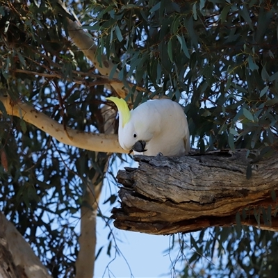 Cacatua galerita (Sulphur-crested Cockatoo) at Whitlam, ACT - Yesterday by JimL