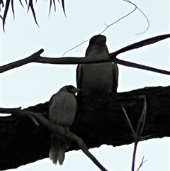 Dacelo novaeguineae (Laughing Kookaburra) at Pialligo, ACT - 23 May 2025 by JimL