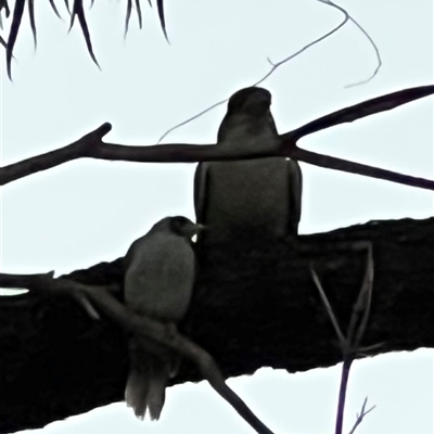 Dacelo novaeguineae (Laughing Kookaburra) at Pialligo, ACT - 23 May 2025 by JimL