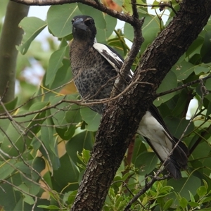 Gymnorhina tibicen at Cosgrove, QLD - 30 Mar 2025 by TerryS