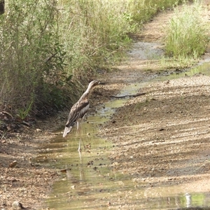 Burhinus grallarius at Cosgrove, QLD - 30 Mar 2025 by TerryS