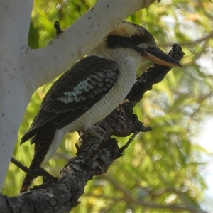Dacelo novaeguineae at Pallarenda, QLD - 5 Apr 2025 by TerryS