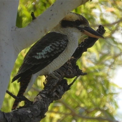 Dacelo novaeguineae (Laughing Kookaburra) at Pallarenda, QLD - 5 Apr 2025 by TerryS