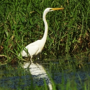 Ardea alba at Town Common, QLD - 5 Apr 2025 by TerryS