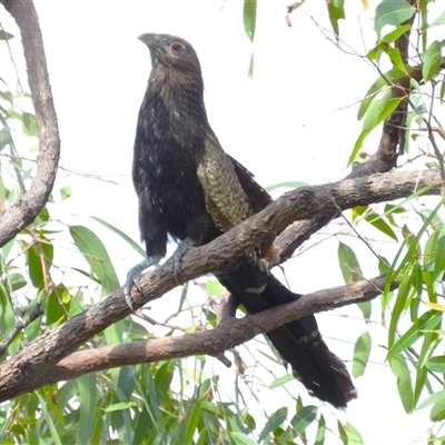 Unverified Magpie or larger at Town Common, QLD - 5 Apr 2025 by TerryS