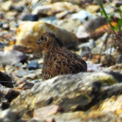 Unverified Small (Robin, Finch, Thornbill etc) at Town Common, QLD - 5 Apr 2025 by TerryS