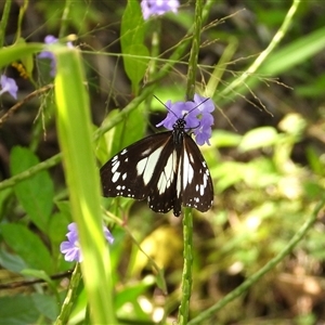 Danaus affinis at Town Common, QLD - 5 Apr 2025 by TerryS