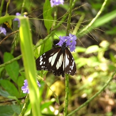 Danaus affinis at Town Common, QLD - 5 Apr 2025 by TerryS